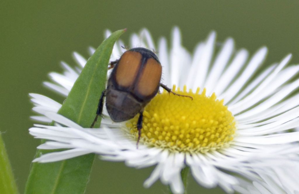 Omaloplia sp., Melolonthidae, Sericinae